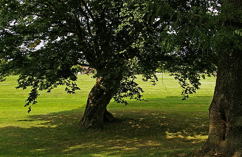 dos, verd, fulles, arbres, durant el dia, arbre, tils, ombra, llum, bosc, naturalesa, hispà, dosser, silueta, registre, paisatge, full i ombra, fullatge, descans, ombra lleugera, idíl·lic, atmosfera, idil·li, lluny, humor, silenciós, romàntic, sol, bonic, la soledat, energia, solitari, místic, potent, prat, a l'aire lliure, estiu, herba, planta, color verd, creixement, bellesa a la natura, tranquil·litat, terra, camp, dia, cap gent, escenics - natura, tronc de l'arbre, tronc, escena tranquil·la, llum solar, 2K, CC0, domini públic, lliure de regalies