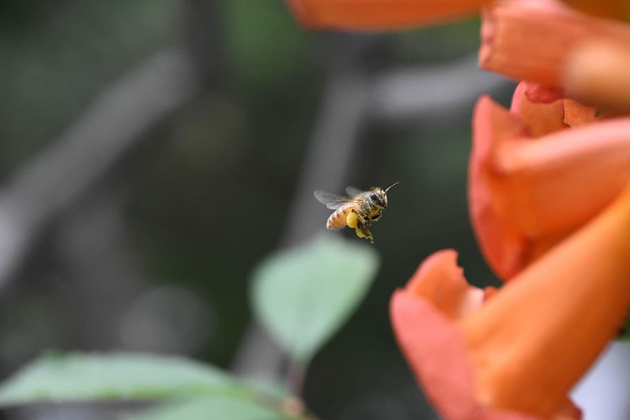 abeja, volar, Flores rojas, insecto, temas de animales, animales en la naturaleza, un animal, fauna animal, invertebrado, parte del cuerpo humano, de cerca, enfoque selectivo, mano humana, mano, volador, belleza en la naturaleza, naturaleza, flor, día, fragilidad, gente, polinización, 5K