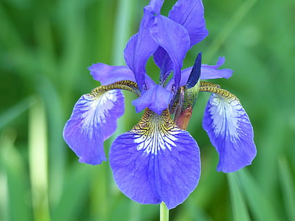 selectief, focus fotografie, Purper, irisbloem, iris, blad, bloem, blauw, kleur, zomer, bloeiende plant, fabriek, kwetsbaarheid, schoonheid in de natuur, breekbaarheid, versheid, bloemblad, groei, detailopname, bloemhoofd, bloeiwijze, focus op de voorgrond, iris - plant, geen mensen, natuur, dag, groene kleur, 4K, CC0, publiek domein, royaltyvrij