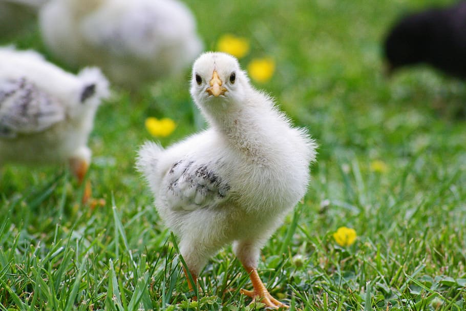 blanc, pollet, herba, pollets, pollastre, primavera, Pasqua, niu, bonic, pollastres, hahn, ou, gallina, cria, menjar, aus de corral, animals, agricultura, fluff, pollastres júnior, jove, prat, seguretat, pacífica, petit, animal jove, naturalesa, fotografia de fauna salvatge, verd, nens animals, plomatge, seefeld, món animal, granja, temes d'animals, animal, ocell jove, ocell, vertebrats, planta, pollastre infantil, animals domèstics, pollastre - ocell, bestiar, mascotes, nacional, cap gent, mamífer, camp, terra, un animal, gosling, 4K