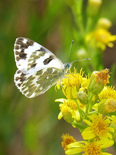 sommerfugl, blomst, Libar, euchloe crameri, bad hvid speckled, marbrada kommune, blomstrende plante, insekt, hvirvelløse, skrøbelighed, plante, dyre temaer, sårbarhed, skønhed i naturen, dyrefløj, et dyr, dyr, dyreliv, sommerfugl - insekt, dyr i naturen, tæt på, vækst, friskhed, fokus på forgrunden, kronblad, blomsterhoved, ingen mennesker, bestøvning, udendørs, pollen, 2K, CC0, offentligt domæne, royaltyfrie