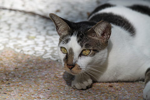 gat, tabby, cap, cara, primer pla, nacional, felí, mascota, alerta, ulls, gat domèstic, temes d'animals, mascotes, un animal, animals domèstics, animal, mamífer, vertebrats, bigotis, part del cos dels animals, mirant la càmera, cap gent, retrat, centrar-se en primer pla, relaxació, ull d’animals, cap d’animals, ulls grocs, 1080P, CC0, domini públic, lliure de regalies