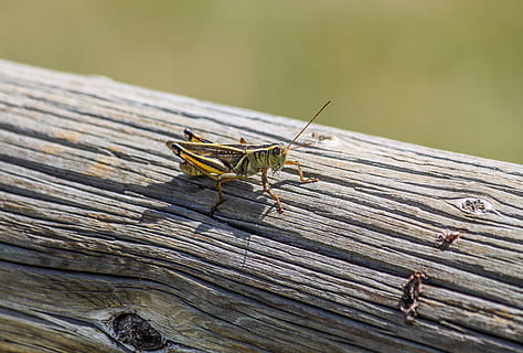 Llagosta, error, insecte, vida salvatge, petit, estiu, fauna animal, temes d'animals, invertebrat, animal, material de fusta, animals a la natura, primer pla, un animal, cap gent, dia, naturalesa, centrar-se en primer pla, ala dels animals, a l'aire lliure, tauler, llum solar, textura, libèl·lula, arbre, 2K, CC0, domini públic, lliure de regalies