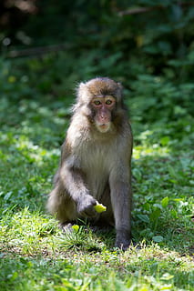 maimuţă, pădure, luncă, măr, äffchen, natură, lumea animalelor, împrejmuire, în aer liber, grădină zoologică, animal, makake, arhiepiscop, mamifer, un animal, animale sălbatice, animale în sălbăticie, animale vertebrate, plantă, teren, zi, nici o persoana, Culoarea verde, ședință, camp, portret, iarbă, îngrijire, 5K, CC0, domeniu public, fără drepturi de autor
