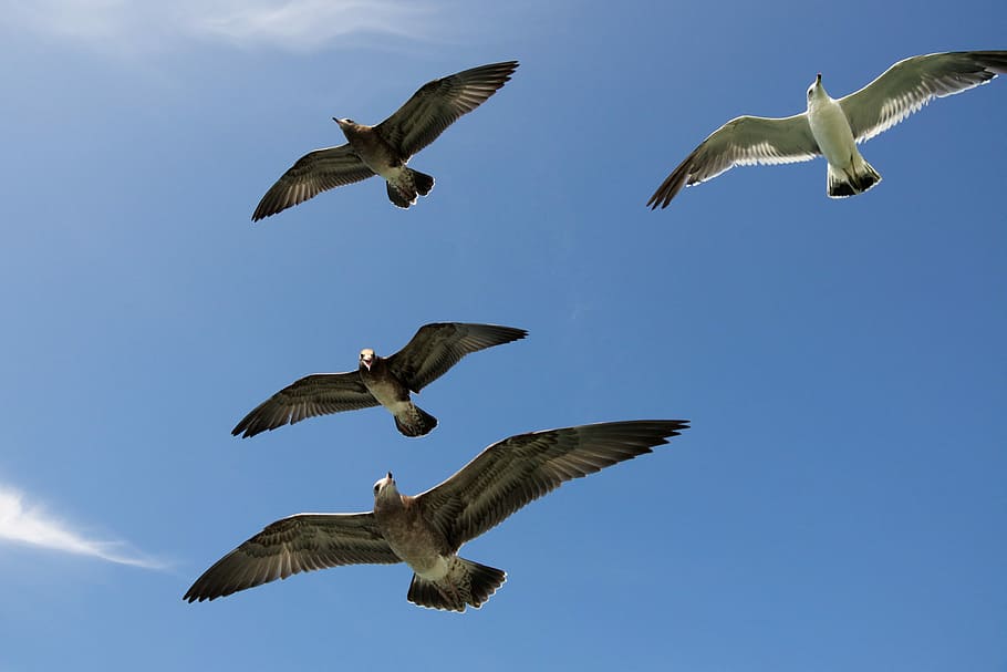 fire, flyvende, måge fugle, flyvningen, måger foto, måge, fugl, himmel, fjer, vinge, flyve, flok, svæve, blå, trekant, formation, dyr, dyre temaer, dyreliv, dyr i naturen, hvirveldyr, spredte vinger, gruppe af dyr, Midt i luften, natur, bevægelse, ingen mennesker, dyr kropsdel, lav vinkel visning, frihed, medium gruppe af dyr, dag, udendørs, flok af fugle, marine, 4K