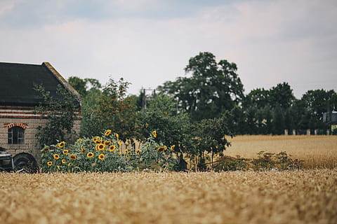 Golden grain, summer, gold, golden, grain, field, wheat, countryside, agriculture, rural Scene, farm, nature, outdoors, no People, landscape, non-Urban Scene, tree, built structure, plant, land, sky, environment, growth, architecture, beauty in nature, day, food, scenics - nature, grass, 4K, CC0, public domain, royalty free