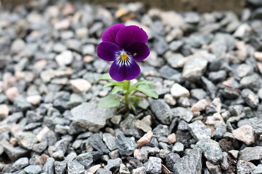viola, pugons, porpra, flor, planta amb flors, fragilitat, vulnerabilitat, frescor, planta, bellesa a la natura, pètal, inflorescència, primer pla, cap de flor, naturalesa, creixement, cap gent, dia, sòlid, rock, camp, a l'aire lliure, centrar-se en primer pla, grava, 5K