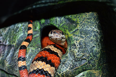 serp, patró, cadena natter, constrictor, fam, textura, escala, rèptil, cova, temes d'animals, animal, fauna animal, animals a la natura, un animal, vertebrats, naturalesa, primer pla, cap gent, dia, arbre, part del cos dels animals, a l'aire lliure, marques d’animals, planta, escala d’animals, zoo, cap d’animals, verinós, 5K, CC0, domini públic, lliure de regalies