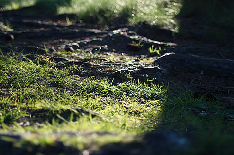Wurzel, Sommersonne, Boden, Sommer-, Sonne, Moos, Natur, Gras, selektiver Fokus, Tag, keine Leute, Pflanze, Land, Wachstum, Feld, grüne Farbe, Baum, Sonnenlicht, Wald, Ruhe, Schönheit in der Natur, draußen, Nahansicht, Oberflächenniveau, Baumstamm, 5K, CC0, gemeinfrei, lizenzfrei