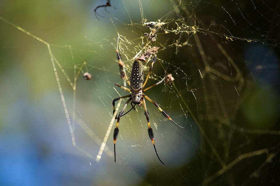 aranya, aràcnids, web, depredador, macro, detall, teranyina, invertebrat, animal, fragilitat, animals a la natura, temes d'animals, insecte, fauna animal, primer pla, un animal, artròpode, centrar-se en primer pla, supervivència, vulnerabilitat, dia, girant, cames d’animal, cap gent, a l'aire lliure, complexitat, 4K