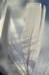 primavera, macro, facilitat, ocell, llibertat, volar, dom, marko, esperança, enfocament selectiu, cap gent, primer pla, dia, a l'aire lliure, naturalesa, planta, vulnerabilitat, fragilitat, bellesa a la natura, creixement, suavitat, planta amb flors, ploma, flor, frescor, tèxtil, llum solar, natura morta, tranquil·litat, 4K, CC0, domini públic, lliure de regalies