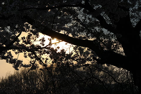 Kirsche, Abendansicht, Hintergrundbeleuchtung, Baum, Pflanze, Silhouette, Natur, Ast, Flachwinkelansicht, Wachstum, keine Leute, Ruhe, Himmel, Schönheit in der Natur, draußen, Tag, Baumstamm, Kofferraum, Sonnenlicht, Wald, Baumkrone, Land, Schatten, direkt darunter, 5K, CC0, gemeinfrei, lizenzfrei
