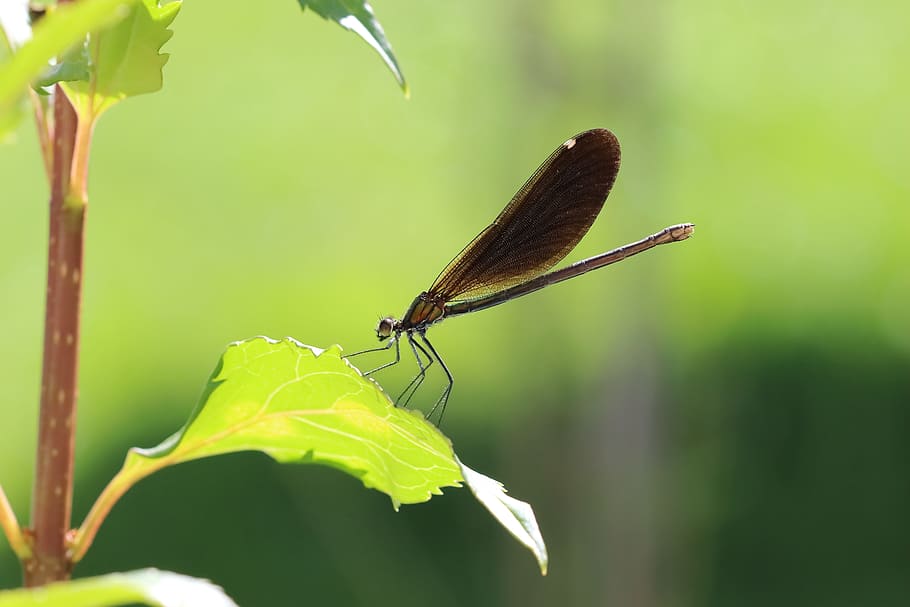 dragonfly, blad, insekt, Lukk, grønn, blader, fly insekt, natur, anlegg, makro, sommer, fargerik, farbenpracht, lys, øyne, virvelløse, dyreliv, dyr i naturen, dyr, dyre temaer, ett dyr, grønn farge, plante del, dyrfløyen, fokusere på forgrunnen, nærbilde, dag, ingen folk, skjønnhet i naturen, damselfly, utendørs, sommerfugl - insekt, gresstrå, 5K