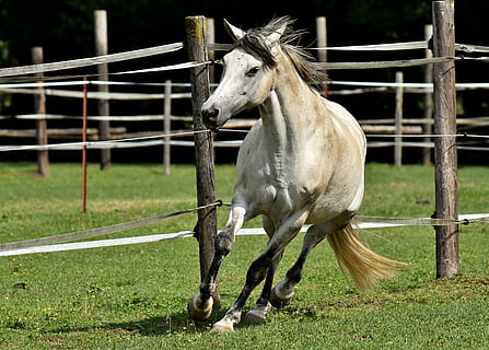 hvit, hest, ved siden av, grå, gjerde, form, kopling, tulle, moro, morsom, vinkende man, ponni, husdyr, pattedyr, dyre temaer, dyr, innenlands, virveldyr, kjæledyr, felt, planteetende, dyreliv, ett dyr, arbeidsdyr, land, gress, dag, barriere, grense, ingen folk, ranch, utendørs, paddock, dyrepenn, 4K, CC0, offentlig domene, opphavsrett gratis