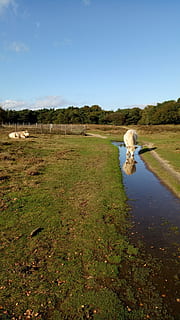 hovězí, specular, krajina, Heide, Příroda, rybník, nebe, domácí zvířata, tráva, domácí, rostlina, zvíře, zvířat, savec, voda, domácí mazlíčci, jednoho zvířete, den, pole, obratlovců, životní prostředí, klid, klidné scény, přistát, nikdo, venku, 4K, CC0, veřejná doména, bez autorských práv