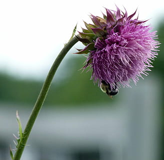 bombus arısı, bal arısı, bombus, devedikeni, süt devedikeni, böcek, çiçek, tozlaşma, bombus arısı-, bal, bitki, tazelik, çiçekli bitki, kırılganlık, kapatmak, büyüme, Güvenlik açığı, doğada güzellik, ön plana odaklanmak, taçyaprağı, doğa, çiçeklenme, çiçek kafa, mor, gün, insansız, omurgasız, hayvan temaları, açık havada, sepal, 2K, CC0, kamu malı, telif ücretsiz