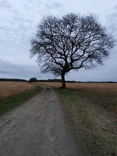 træet, landskab, natur, træ, himmel, Mark, plante, jord, retning, vej, vejen frem, miljø, ro, skønhed i naturen, bare træ, sky - himmel, ingen mennesker, rolig scene, scenics - natur, grusvej, græs, udendørs, faldende perspektiv, isolerede, 2K, CC0, offentligt domæne, royaltyfrie