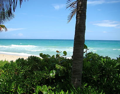 spiaggia, Palma, foglia d'albero, acqua, oceano, albero, foglia, onda, brezza, sole, soleggiato, cielo, mare, clima tropicale, orizzonte sull'acqua, natura, pianta, scenics - natura, terra, bellezza nella natura, orizzonte, la tranquillità, scena tranquilla, crescita, giorno, nessuno, all'aperto, albero tropicale, color turchese, palma da cocco, foglia di palma, 720P, CC0, dominio pubblico, privo di copyright