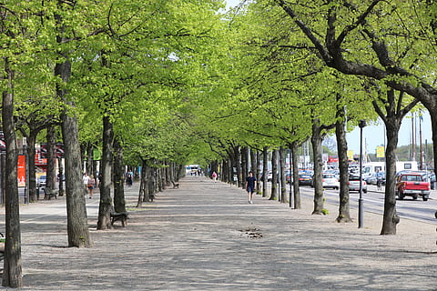 Baum, Weg, Straßenrand, Frühling, Straßenbäume, Straße, draußen, Stadt, Natur, Pflanze, Transport, Baumstamm, Kofferraum, Fußweg, Tag, von Bäumen gesäumt, Transportmittel, zufällige Menschen, Richtung, Auto, Kraftfahrzeug, Wachstum, Landfahrzeug, der Weg nach vorn, abnehmende Perspektive, 5K, CC0, gemeinfrei, lizenzfrei
