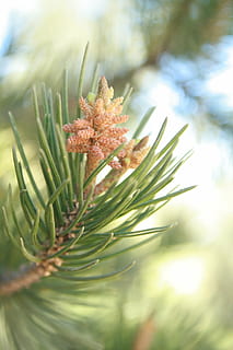 tall, cembriodes, strobilus, kon, träd, granbarr, växt, tillväxt, skönhet i naturen, närbild, natur, dag, barrträd, selektiv fokusering, inget folk, grön färg, gren, fokusera på förgrunden, blad, växtdel, nål - växtdel, friskhet, utomhus, Pinaceae, 4K, CC0, offentligt domän, royaltyfria