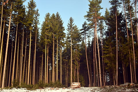 træ, natur, fyrretræ, landskab, Skov, skovbrug, grøn, Periwinkle, himmel, baldakin, nåletræ, Brænde, plante, jord, vækst, skønhed i naturen, ro, ikke-urbane scene, dag, træstamme, ingen mennesker, bagagerum, rolig scene, sollys, høj - høj, scenics - natur, udendørs, fyrreskov, bambus - plante, 5K, CC0, offentligt domæne, royaltyfrie