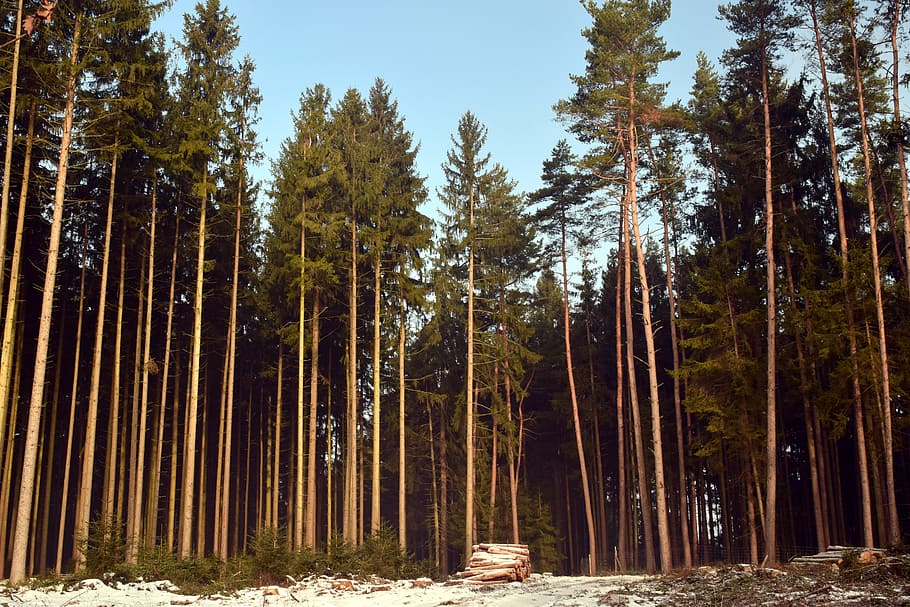 træ, natur, fyrretræ, landskab, Skov, skovbrug, grøn, Periwinkle, himmel, baldakin, nåletræ, Brænde, plante, jord, vækst, skønhed i naturen, ro, ikke-urbane scene, dag, træstamme, ingen mennesker, bagagerum, rolig scene, sollys, høj - høj, scenics - natur, udendørs, fyrreskov, bambus - plante, 5K