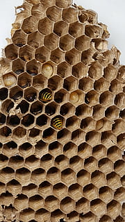 Combs, Bie, veps, insekt, bikakestruktur, hveps, honeycomb, mønster, ingen folk, bikube, nærbilde, apiculture, design, strukturert, form, sekskant, geometrisk form, full ramme, gjentakelse, arkitektur, dag, brun, bygget struktur, utendørs, bakgrunn, 5K, CC0, offentlig domene, opphavsrett gratis