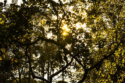 baggrundsbelyst, grene, miljø, flora, løv, vækst, landskab, sol, solstråler, træer, bagagerum, gul, natur, træ, blad, Skov, sollys, udendørs, baggrunde, sæson, sommer, afdeling, plante, lav vinkel visning, skønhed i naturen, himmel, ro, ingen mennesker, dag, scenics - natur, træstamme, træ baldakin, fuld ramme, streaming, 4K, CC0, offentligt domæne, royaltyfrie