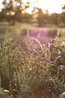 luz de fundo, Dom, por do sol, plantas, Prado, campo, verão, exterior, ensolarado, natureza, leve, retroiluminado, brilho do sol, iluminação externa, plantar, crescimento, beleza na natureza, flor, vulnerabilidade, fragilidade, planta com flores, tranquilidade, dia, ninguém, luz solar, foco seletivo, frescura, terra, focar em primeiro plano, fechar-se, ao ar livre, roxa, 5K, CC0, domínio público, royalty free