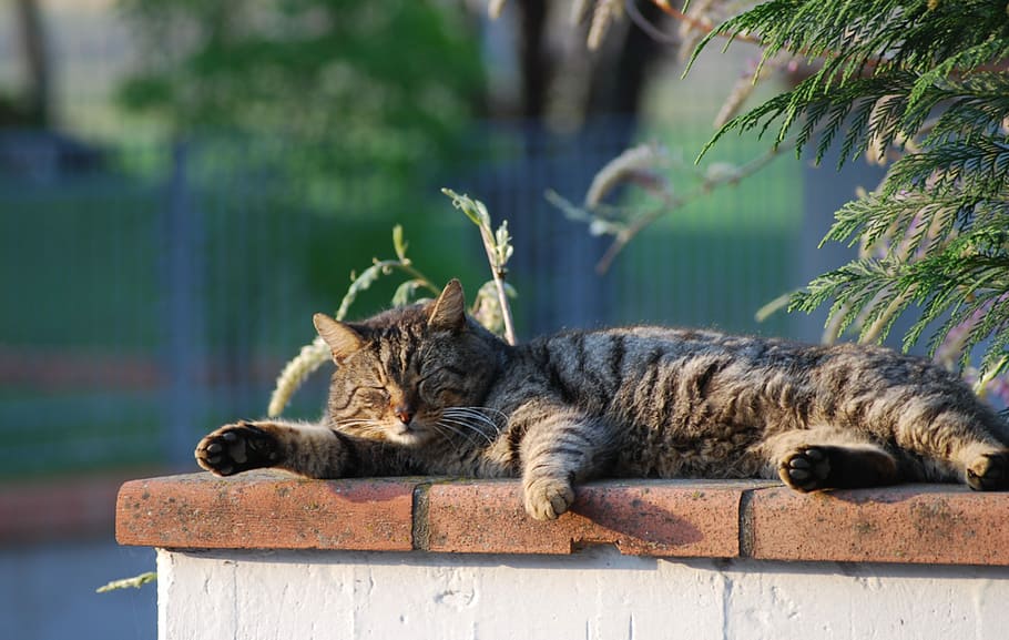 gat, pis, sola, snoozing, sola plana, un animal, gat domèstic, temes d'animals, estirat, dia, a l'aire lliure, felí, mamífer, animal, relaxació, mascotes, nacional, animals domèstics, vertebrats, centrar-se en primer pla, naturalesa, descans, mur de contenció, dorment, cap gent, bigotis, tabby, boca oberta, 2K
