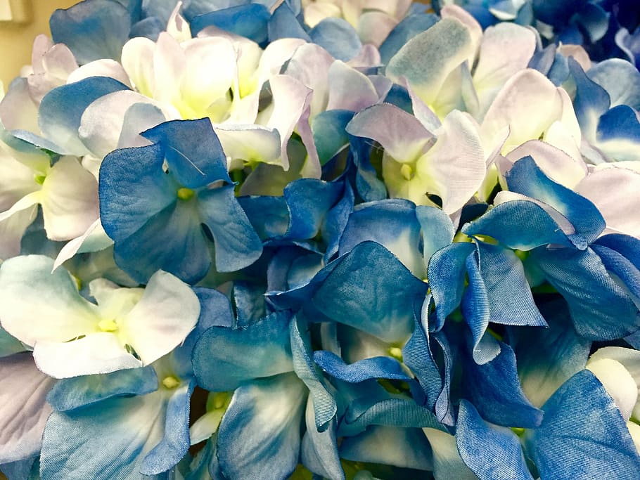 verd blavós, blanc, flors, durant el dia, ortensia, blau, flor, florir, planta, naturalesa, casament, primer pla, fons, planta amb flors, vulnerabilitat, pètal, bellesa a la natura, inflorescència, fragilitat, frescor, cap de flor, creixement, cap gent, marc complet, dia, a l'aire lliure, porpra, Ram de flors, 2K
