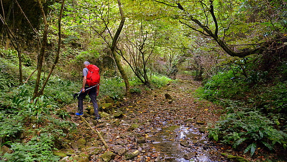 escursione, foresta, val borago, Valle, pista, e5, europeo, Lessinia, montagna, il percorso europeo, Italia, albero, lunghezza intera, attività di svago, pianta, stili di vita, a piedi, persone reali, terra, retrovisore, crescita, una persona, natura, sentiero, colore verde, abbigliamento casual, giorno, bosco, donne, all'aperto, 5K, CC0, dominio pubblico, privo di copyright