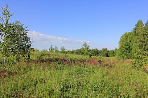 shearling, Rússia, bosc, planta, cel, arbre, terra, tranquil·litat, camp, medi ambient, escena tranquil·la, color verd, bellesa a la natura, creixement, herba, paisatge, escenics - natura, naturalesa, cap gent, dia, escena no urbana, blau, 5K, CC0, domini públic, lliure de regalies