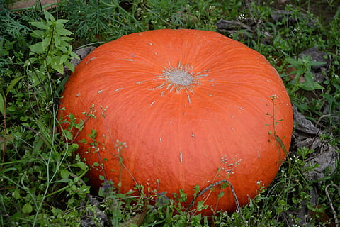 pompoen, oranje, een, groente, moestuin, decoratie, voedsel, macht, eten en drinken, fabriek, veld-, Oranje kleur, versheid, groei, land-, gezond eten, detailopname, rood, geen mensen, natuur, welzijn, dag, hoge hoekmening, gras, fruit, buitenshuis, 5K, CC0, publiek domein, royaltyvrij