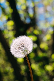 daisy, sommer, forår, blomst, spids blomst, hvid, tæt, natur, have, blomstre, flor, plante, drømmende, makro, blade, mælkebøtte, blæse, Busk, bladstruktur, blad, baglygte, afdeling, grøn, sårbarhed, blomstrende plante, skrøbelighed, friskhed, vækst, fokus på forgrunden, skønhed i naturen, tæt på, dag, ingen mennesker, hvid farve, udendørs, blomsterstand, plantestamme, blødhed, blomsterhoved, mælkebøtte frø, 1080P, CC0, offentligt domæne, royaltyfrie