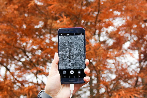 fokus fotografie, Person, halten, Blau, Ehre Android Smartphone, nehmen, Foto, Baum, mit, Smartphone, Telefon, iphone, Mobiltelefon, Wald, menschliche Hand, Hand, menschliches Körperteil, Technologie, Fotografie-Themen, kabellose Technologie, Kommunikation, eine Person, Fotografieren, tragbares Informationsgerät, Fokus auf den Vordergrund, Natur, Aktivität, Herbst, Tag, Lebensstile, Körperteil, draußen, Veränderung, Finger, 2K, CC0, gemeinfrei, lizenzfrei