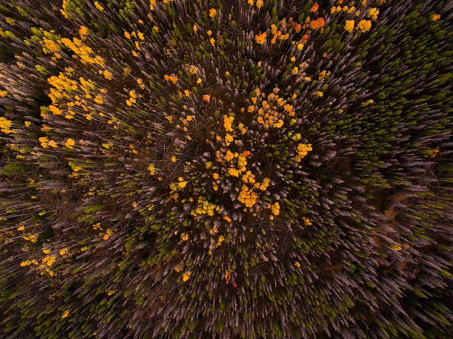 flors grogues, ull d'ulls, veure la foto, alt, arbres, groc, flor petalada, aèria, fotografia, flors, naturalesa, primer pla, planta, fons, color verd, macro, cap gent, a l'aire lliure, bosc, arbre, marc complet, flor, bellesa a la natura, planta amb flors, resum, moviment, color daurat, creixement, creativitat, celebració, cap de flor, moviment borrós, multicolor, nit, compost digital, 4K
