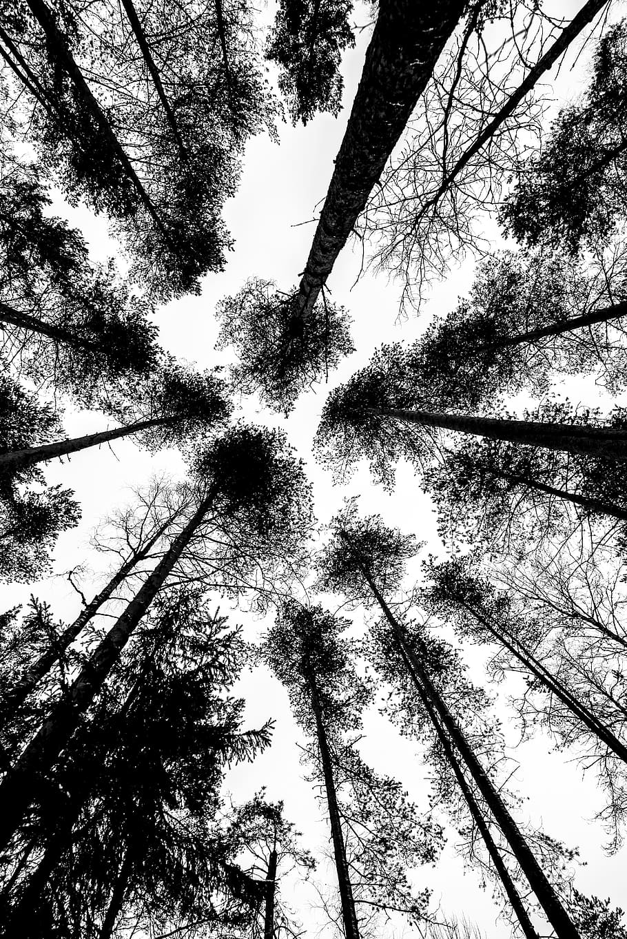 Černá bílá, trojky, Černá, bílý, strom, nízký úhel pohledu, kmen stromu, vysoká - vysoká, les, Příroda, rostlina, růst, kufr, nebe, nikdo, klid, přímo pod, krása v přírodě, den, přistát, strom baldachýn, venku, větev, silueta, jehličnatého stromu, bambus - rostlina, 5K