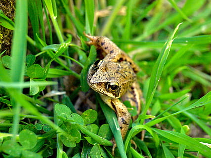 frogs, forest, animals, animal, animal themes, animal wildlife, one animal, animals in the wild, plant, green color, vertebrate, close-up, nature, grass, no people, frog, amphibian, reptile, day, growth, selective focus, focus on foreground, outdoors, blade of grass, 2K, CC0, public domain, royalty free