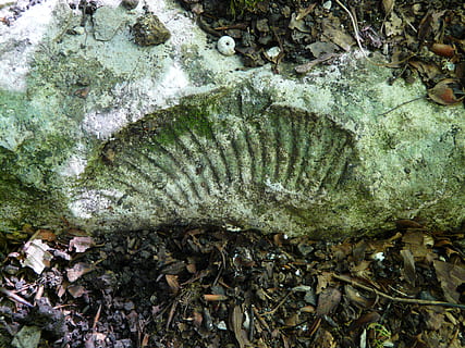pietrificazione, Ammonit, conchiglia, calcare, fossile, petrefakt, mineralizzata, impietrito, Vorzeit, nessuno, natura, animale, vista dall'alto, fauna selvatica, terra, roccia, temi animali, solido, avvicinamento, giorno, pianta, crescita, animali allo stato selvatico, all'aperto, strutturato, bellezza nella natura, fungo, acqua, roccia - oggetto, 2K, CC0, dominio pubblico, privo di copyright