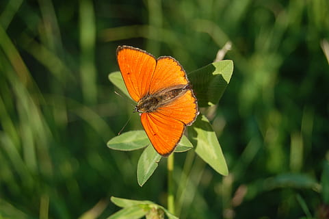 papallona, primavera, fauna animal, papallona - insecte, insecte, animal, ala dels animals, invertebrat, planta, bellesa a la natura, color verd, un animal, temes d'animals, animals a la natura, primer pla, part de la planta, naturalesa, full, dia, creixement, color taronja, centrar-se en primer pla, cap gent, a l'aire lliure, polinització, cap de flor, taronja, 2K, CC0, domini públic, lliure de regalies