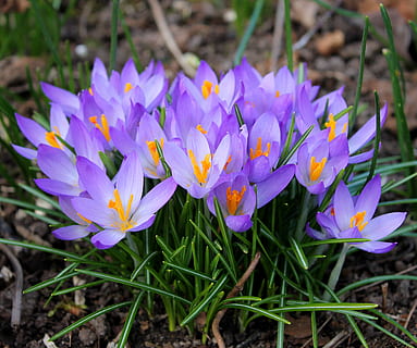lilane Blumen, Krokusse, Ostern, Frühling, Blumen, Krokus, Blumenzwiebeln, Frühlingsblumen, lila, Frühlingspflanzen, Frühlingszwiebeln, blühende Pflanze, Blume, Verletzlichkeit, Pflanze, Zerbrechlichkeit, Frische, Schönheit in der Natur, Blütenblatt, Wachstum, Nahansicht, Iris, Blütenstand, Blütenkopf, Land, Natur, Tag, keine Leute, Feld, Pollen, 2K, CC0, gemeinfrei, lizenzfrei