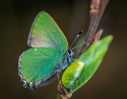 insecte, macro, lepidòpters, temes d'animals, invertebrat, animal, fauna animal, un animal, animals a la natura, primer pla, ala dels animals, papallona - insecte, part de la planta, full, bellesa a la natura, cap gent, naturalesa, part del cos dels animals, color verd, centrar-se en primer pla, antena animal, dia, a l'aire lliure, papallona, fons negre, 5K, CC0, domini públic, lliure de regalies