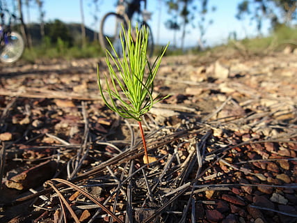 sapling, pine, young, green, plant, small, lonely, single, growth, new, pine-tree, nature, leaf, agriculture, outdoors, green Color, dirt, focus on foreground, land, field, day, no people, plant part, beauty in nature, close-up, sunlight, tranquility, landscape, fragility, vulnerability, surface level, 4K, CC0, public domain, royalty free