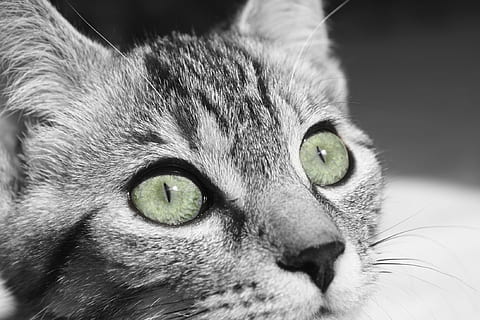 tret macro, plata, tabby, gat, gatet, cara, primer pla, pelut, felí, bonic, mamífer, animal, adorable, retrat, mirant, nas, ulls, macro, temes d'animals, un animal, animals domèstics, nacional, mascotes, gat domèstic, vertebrats, part del cos dels animals, cap d’animals, ull, ull d’animals, mirant la càmera, cap gent, bigotis, part del cos, ulls grocs, musell, nas animal, 1080P, CC0, domini públic, lliure de regalies
