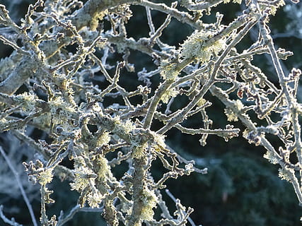 æbletræ, grene, vinter, mos, baggrund, rime, kold temperatur, sne, frost, is, Frosset, tæt på, natur, plante, ingen mennesker, skønhed i naturen, fokus på forgrunden, afdeling, træ, skrøbelighed, dag, sårbarhed, ro, snefnug, udendørs, kold, snestorm, istap, lichen, 4K, CC0, offentligt domæne, royaltyfrie