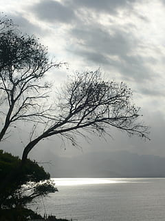 núvols, paisatge, formentor, cel, arbre, núvol - cel, bellesa a la natura, mar, aigua, escenics - natura, tranquil·litat, horitzó, escena tranquil·la, planta, horitzó sobre l’aigua, naturalesa, arbre nu, cap gent, escena no urbana, a l'aire lliure, idíl·lic, branca, aïllat, 2K, CC0, domini públic, lliure de regalies