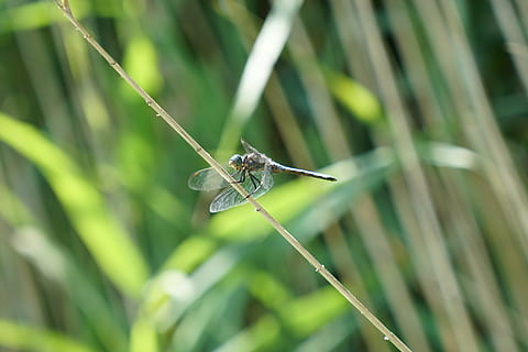 dragonfly, flight insect, animal wildlife, animals in the wild, animal themes, animal, invertebrate, one animal, insect, close-up, plant, focus on foreground, green color, grass, day, nature, animal wing, no people, damselfly, blade of grass, zoology, outdoors, 5K, CC0, public domain, royalty free