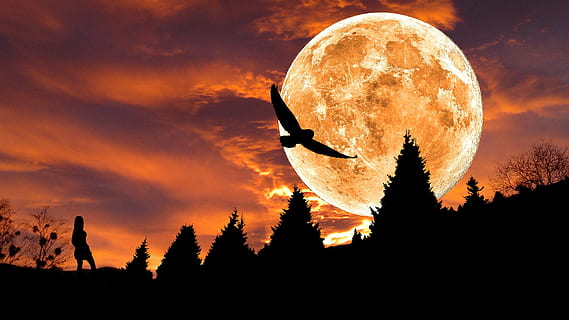 silhouet, vogel, rood, maan, samengesteld, foto bewerken, fantasie, mystiek, sprookjes, nachtelijke hemel, raptor, duisternis, atmosferisch, hemel, ruimte, boom, wolk - lucht, natuur, zonsondergang, scenics - natuur, kalmte, astronomie, schoonheid in de natuur, fabriek, nacht, rustige scène, donker, volle maan, Bos, land-, geen mensen, buitenshuis, maanlicht, 4K, CC0, publiek domein, royaltyvrij