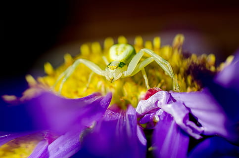 spider, macro, aster, nature, flower, plant, petal, close-up, flower Head, beauty In Nature, flowering plant, purple, freshness, animal, animal themes, animal wildlife, invertebrate, no people, selective focus, fragility, extreme close-up, pollen, 4K, CC0, public domain, royalty free